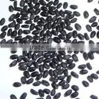 Basil Seed New Crop thumbnail-1