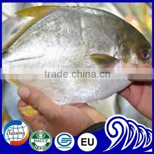GRADE A Whole Round Frozen Golden/Black/silver Pomfret Fish Pomfret Fish thumbnail-1