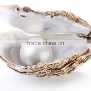 Common Oyster Shell thumbnail-1