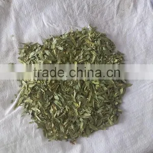 Senna Leaf thumbnail-1