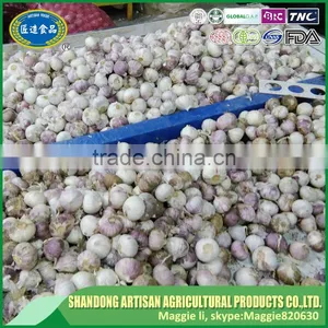Low Price Fresh Solo Garlic thumbnail-4