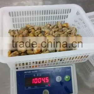 Frozen Mussel Boiled Meat Seafood Price From Seafood Company thumbnail-4