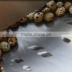 FT-206 Large Capacity Quail Egg Shelling Breaking Peeling Machine thumbnail-4