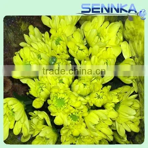 Shinning Green Fresh Flowers Fresh Cut Daisy With Wholesale Price thumbnail-3