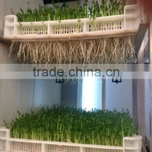 Hot Sale Bud Seeding Machine/ Seed Planting Machine for Sale thumbnail-3