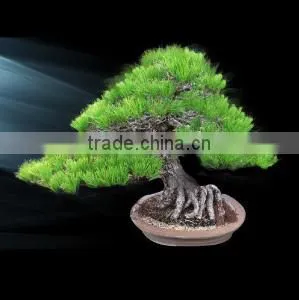 Professional and a Heart Feels Relaxed Bonsai Tree Price Tree With Eco-friendly Made in Japan thumbnail-6