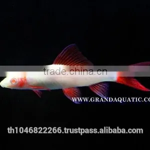 Rainbow Shark Albino / Ornamental Fish Exporter thumbnail-5
