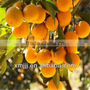 Yongchun Lugan Orange thumbnail-3