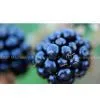 Blackberry Jam Blackberry Juice Processing Production Line Equipment thumbnail-1