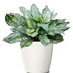 40-60cm Indoor Potted Plants Artificial Outdoor White thumbnail-1