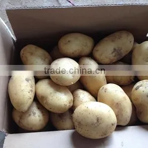 2015 New Crop Holland Fresh Potato for Sale thumbnail-1