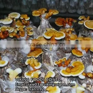 LINGZHI MUSHROOM/GANODERMA/LUCIDUM/REISHI FROM VIETNAM - BEST PRICE FROM VIETNAM thumbnail-1