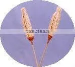 Palm Exotic Stick thumbnail-1