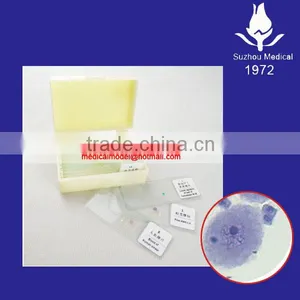 Meiosis Microscope Slides thumbnail-1