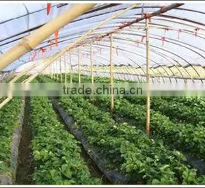 Greenhouse Film thumbnail-1