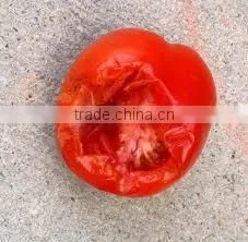(20 Years Shanghai Factory) Hot Selling , New Arrival, Horticulture HDPE Knotted Mesh Bird Net Black Colour , 29 GSM / 20101-29 thumbnail-5