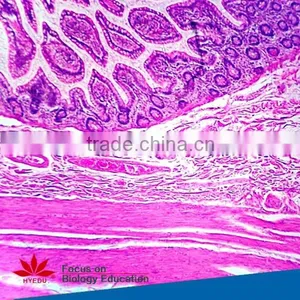 High Quality and Competitive Price Science Histology Lab Prepared Slides Set thumbnail-4