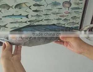 Frozen Tuna Frozen Bonito Fish With Bulk Cartons thumbnail-1