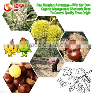 New Crop Fresh Chestnut is the Best Fruit and Vegetables thumbnail-6