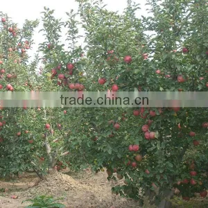 Fresh Chinese Qinguan Apple for Export thumbnail-6
