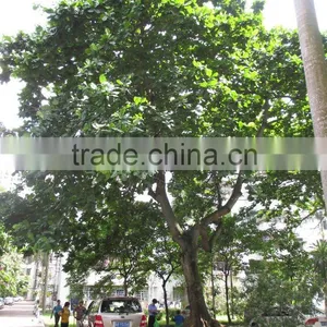 Terminalia Catappa L. thumbnail-4
