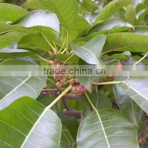 Ficus Altissima thumbnail-1
