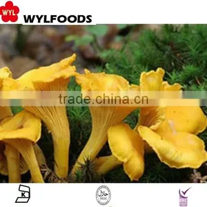 2015 New Product China Mushroom Frozen Chanterelles Mushroom thumbnail-1