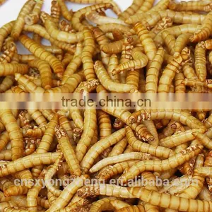Microwave Dried Mealworms for Reptiles ;China Products Dried Mealworms thumbnail-1