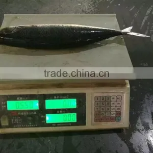 New Catching Fish Frozen Pacific Mackerel 400-500g&500g+ thumbnail-3
