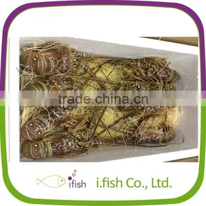 Spiny Lobster thumbnail-1