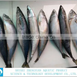 Best Price Frozen Fish Frozen Mackerel 400-600g thumbnail-1