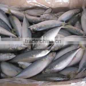 Frozen Mackerel (8-9) thumbnail-1