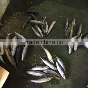 2016 Landing Sea Frozen Mackerel 300-500g thumbnail-5