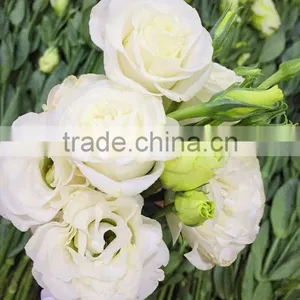 Factory Direct Exquisite Cut Flower Lisianthus Fresh Eustoma From China thumbnail-6
