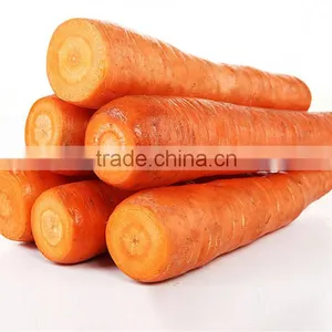 Fresh Carrot Suppliers China thumbnail-2