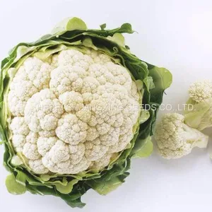 Tight Snow White Cauliflower Seeds Broccoli Seeds for Sale thumbnail-3