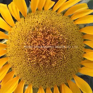 Hot Sales High Yield Giant Dwarf Sunflower Seeds for Sale thumbnail-1