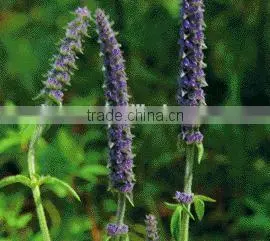 Best Selling Products Organic Seed for High Quality Nepeta Oil thumbnail-2
