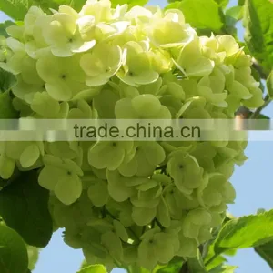 Newest Best-Selling Popular Lime Green Hydrangea Flower thumbnail-1