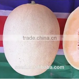 Balan No.3 Oval Shape and Red Flesh Hybrid Melon Seeds thumbnail-1