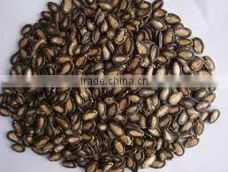 Melonwater Seeds thumbnail-1
