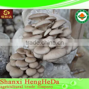 New Product Sensible Fresh Canned Shiitake Mushroom Sliced and Whole thumbnail-1