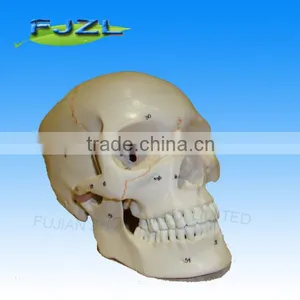 Skeleton Human Skull Model( 3 Parts) for Medical Teaching thumbnail-1