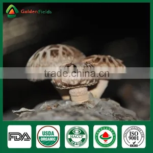 Freeze Shiitake Mushrooms,Shiitake Mushroom ,Shiitake Mushroom Cultivation thumbnail-3
