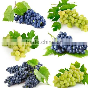 Organic Grape Seed Oil Capsules With Well Price thumbnail-2