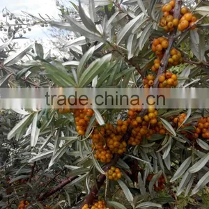 Organic Hippophae Rhamnoides Oil With Organic ,good Quality thumbnail-5