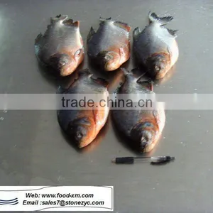 Frozen Black Pomfret Fish thumbnail-1