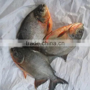 Frozen Black Pomfret+red Pomfret for Sale thumbnail-1