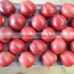 80% and up Red Colour Huaniu Apples thumbnail-1