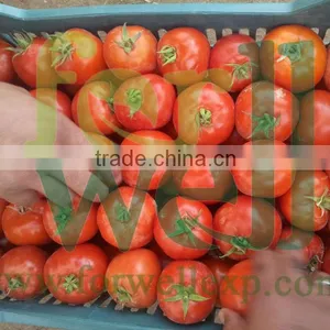 Fresh Tomato ( Normal - Cherry ) thumbnail-1